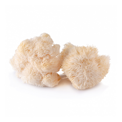 Lion’s Mane Extract Powder